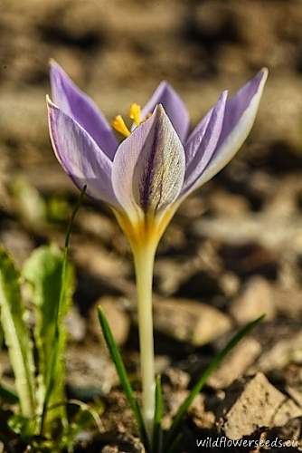 Crocus laevigatus