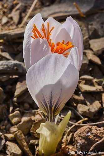 Crocus mazziaricus II
