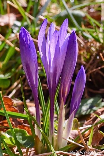 Crocus neapolitanus