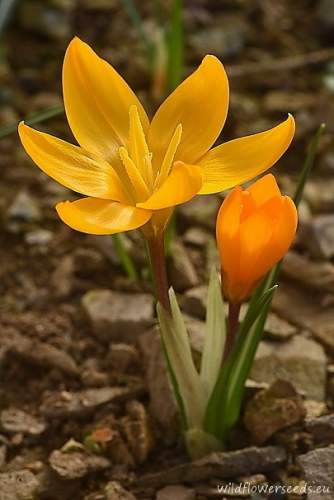 Crocus olivieri