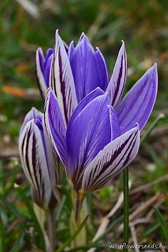 Crocus orphei