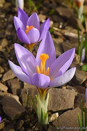 Crocus rujanensis