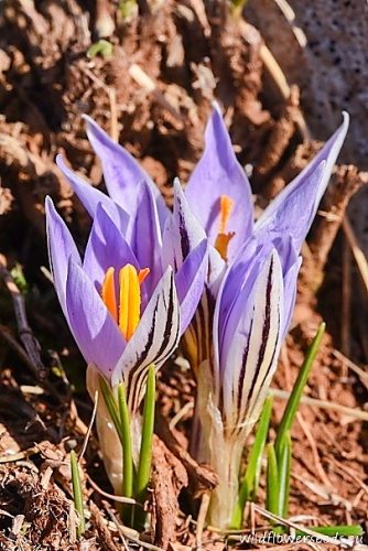 Crocus variegatus
