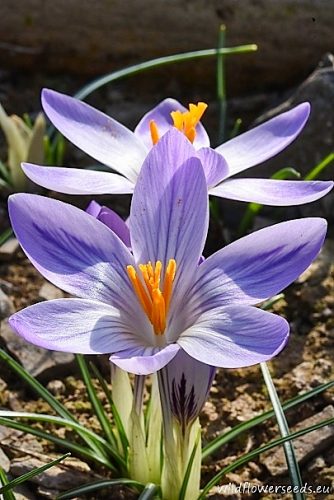 Crocus versicolor