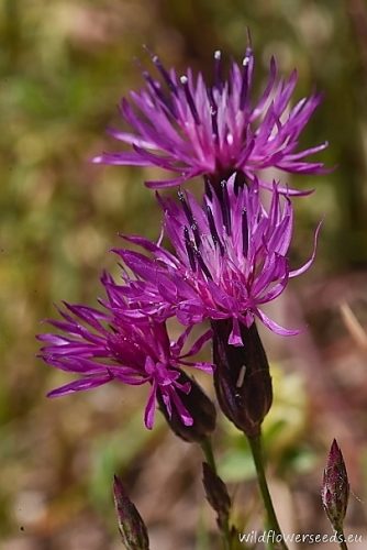 Crupina vulgaris