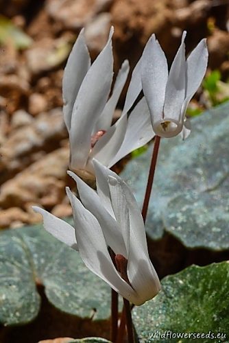 Cyclamen creticum