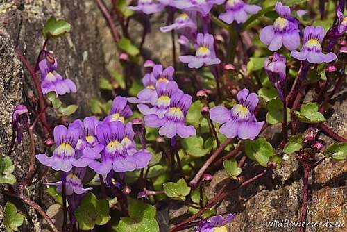 Cymbalaria muralis