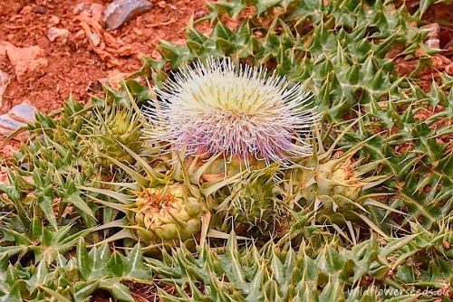 Cynara cornigera