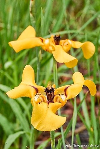 Cypella herbertii