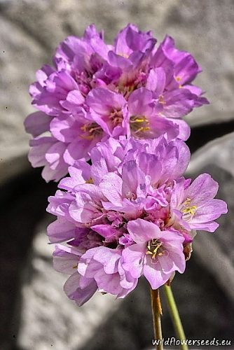 Armeria gracilis subsp. majellensis 
