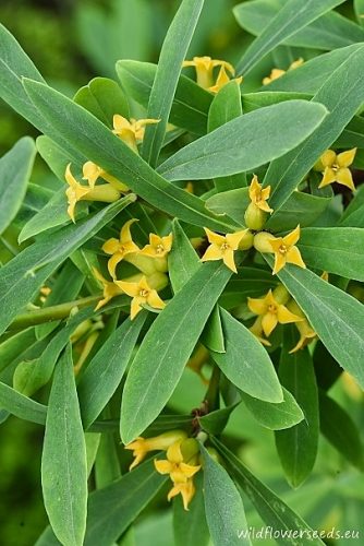 Daphne giraldii