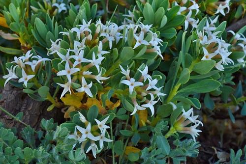 Daphne oleoides