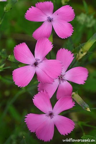 Dianthus sylvestris subsp. tergestinus