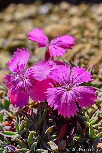 Dianthus haematocalyx subsp. pindicola