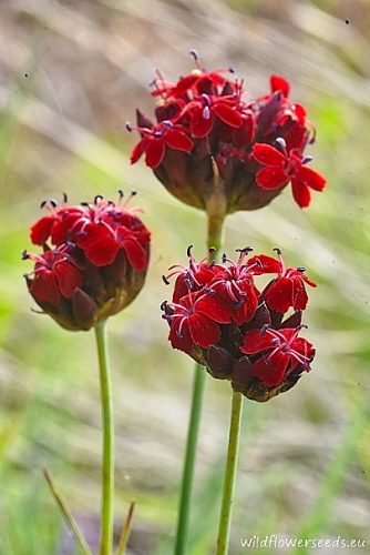 Dianthus leucophoeniceus