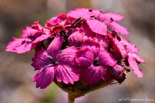 Dianthus moesiacus