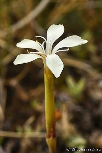 Dianthus petraeus subsp. orbelicus