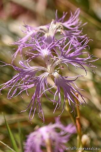 Dianthus superbus subsp. superbus