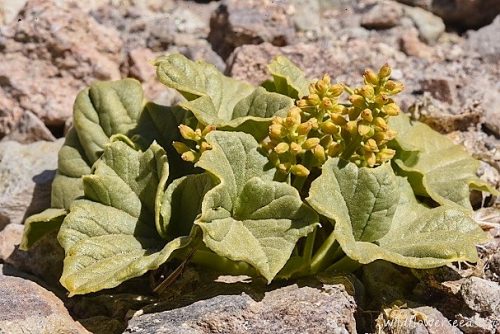 Dioscorea volckmannii