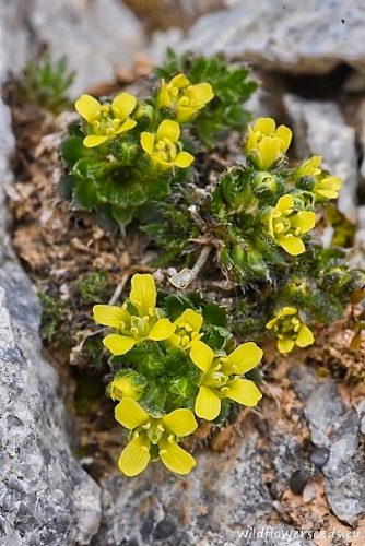 Draba cretica