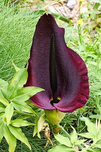Dracunculus vulgaris