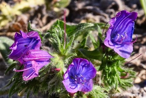 Echium plantagineum