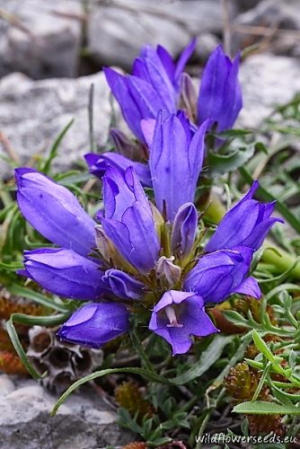 Edraianthus graminifolius subsp. murbeckii