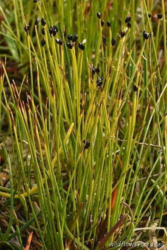 Eleocharis acicularis