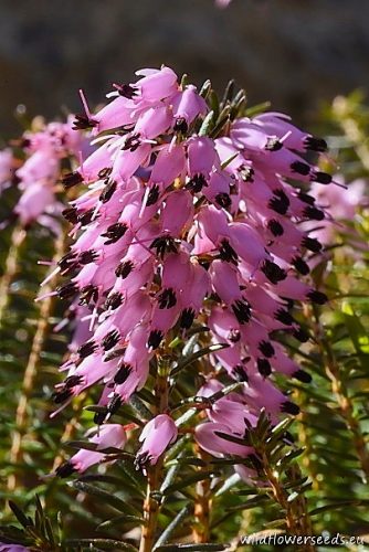 Erica carnea