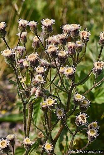 Erigeron acris