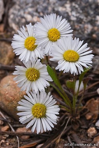 Erigeron flagellaris