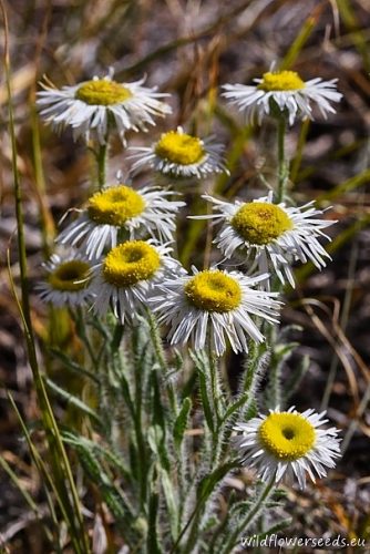 Erigeron pumilus