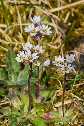 Erophila verna