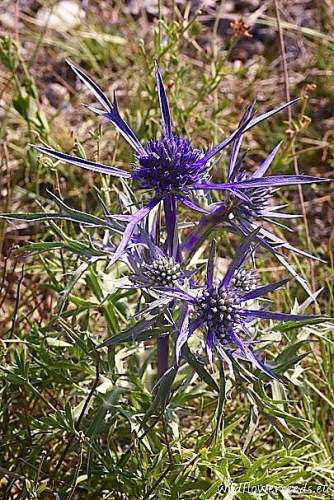 Eryngium amethystinum