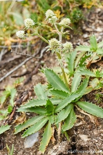 Eryngium nudicaule