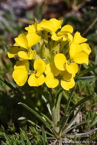 Erysimum comatum