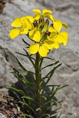 Erysimum sylvestre