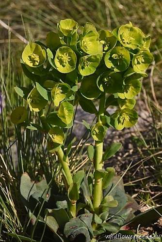 Euphorbia amygdaloides