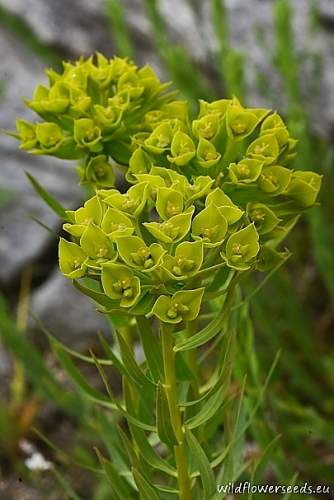 Euphorbia seguieriana