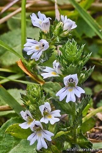 Euphrasia coerulea