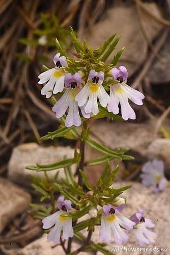 Euphrasia tricuspidata