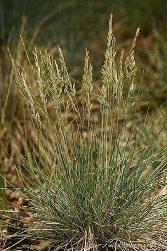 Festuca albensis