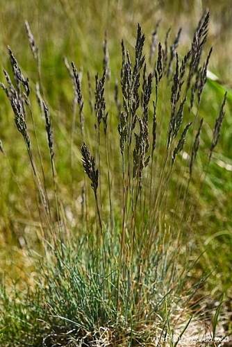 Festuca pulchra