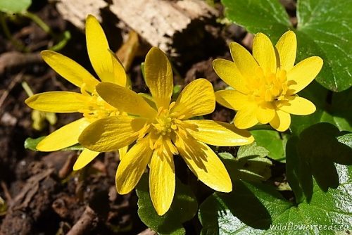 Ficaria verna