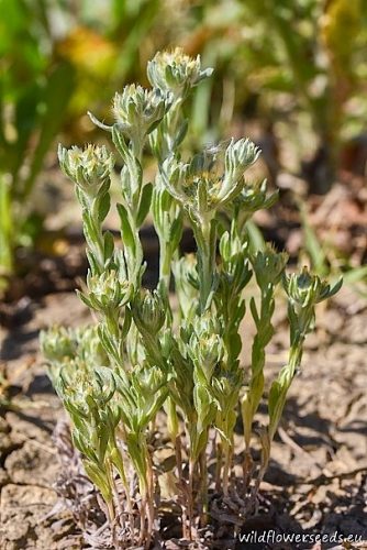 Filago pyramidata