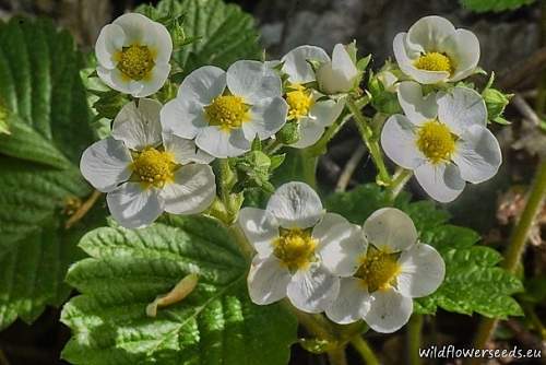 Fragaria moschata