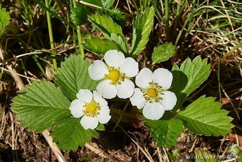 Fragaria vesca