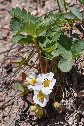 Fragaria virginiana