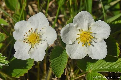 Fragaria viridis