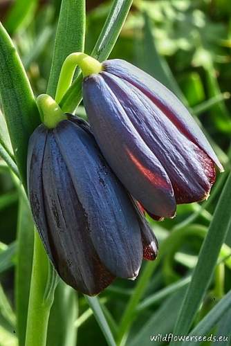 Fritillaria ehrhartii